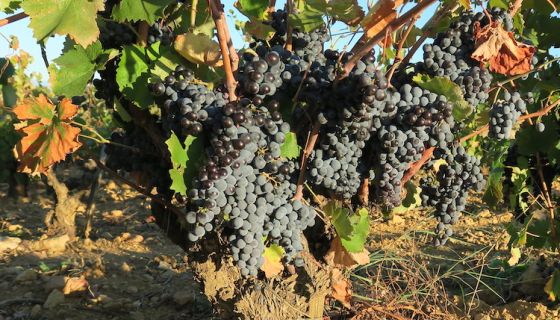 Mourvedre in Chateauneuf-du-pape in 2019