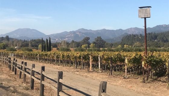 Owl box in Napa Valley vineyard just north of St Helena