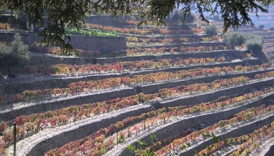 Autumn terraces at Quinta do Noval in the Douro valley