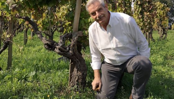 Carlo Ferrini in a Giodo vineyard