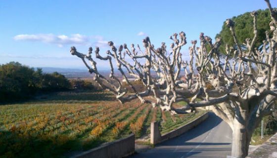 December scene in Gigondas