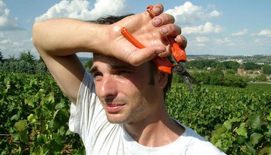 Sweaty grape picker in Burgundy 2003