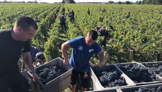 2019 Bordeaux harvest in St-Julien