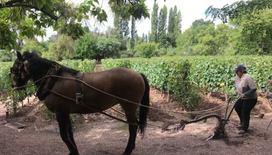 Horse ploughing vineyard for Gabriela Furlotti in Chacra, Mendoza, Argentina