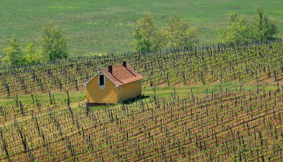 Royal Tokaji's Mezes Maly vineyard