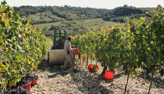Chianti Classico grape harvest