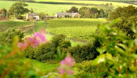Furleigh Estate vineyard in Dorset