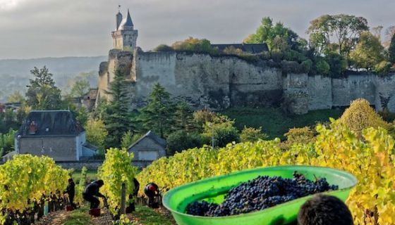 Couly-Dutheil grape harvest in Clos de l'Echo, Chinon