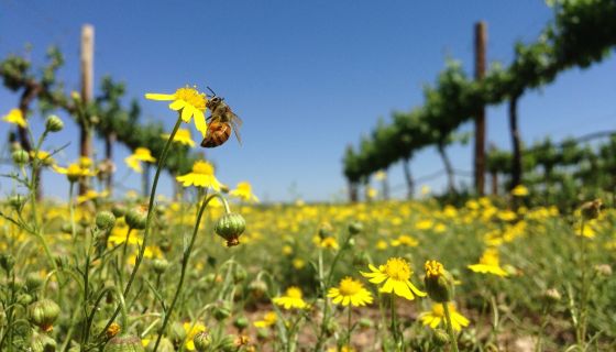 Lowerland vineyards in the Northern Cape