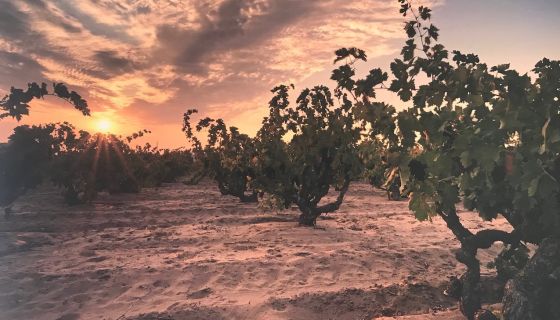Evangelho Vineyard in Contra Costa, California by Larry Piggins