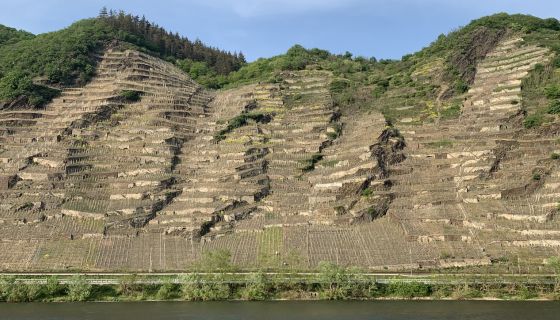 Winninger Uhlen, Germany's second-steepest vineyard