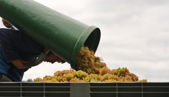 Keller Schubertslay harvest 6 Oct 2019