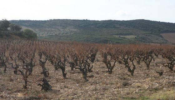 Dom de l'Horizon's 60 year-old Macabeu vines