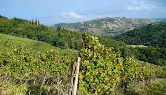 Vineyards near Predappio, Romagna