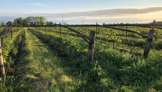 Southbrook vineyards