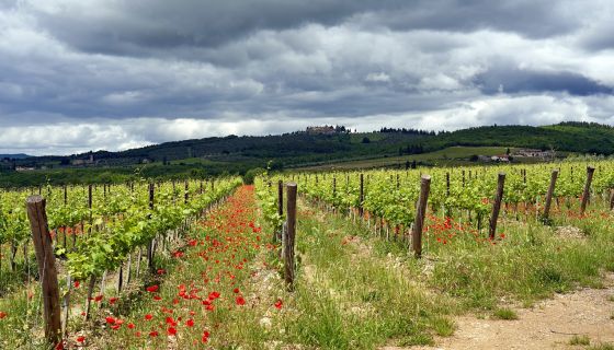 Wild flowers in vineyard (Wolfgang Hasselmann - Unsplash)