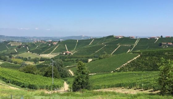 View from Tre Stelle towards Barbaresco with the crus of Martinenga and Rabajà in the distance.