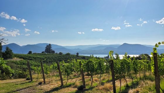 Bella Wines vineyards