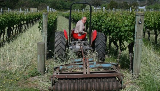 Rollo Crittenden in his vineyards