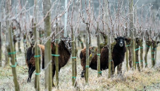 Franz Weninger - sheep in the vineyard