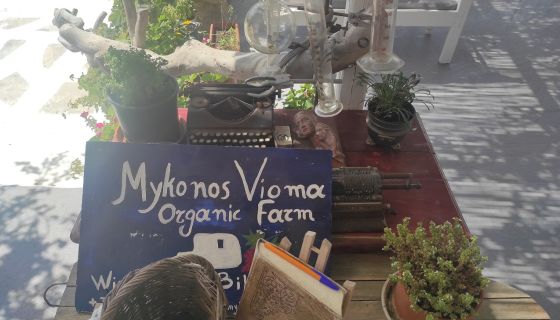 The welcome at reception to Vioma organic wine farm