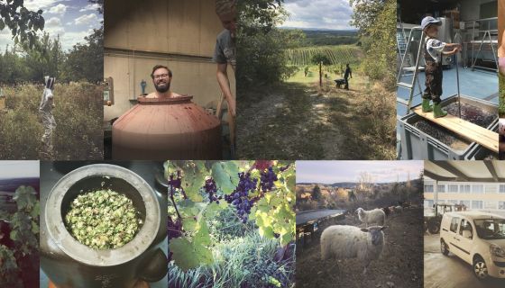 Weninger - a collage