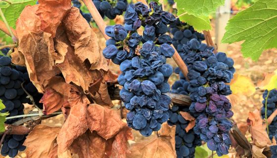 'Flabby' Pinot Noir in Burgundy 2020