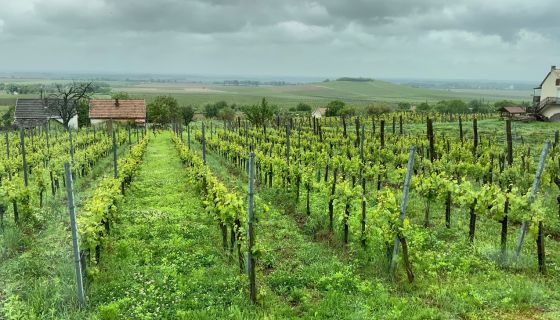 Heumann vineyards in Siklos, Villany