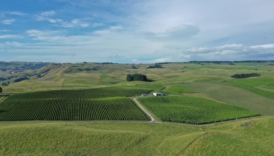 Kumeu River's Rays Road vineyard in Hawke's Bay