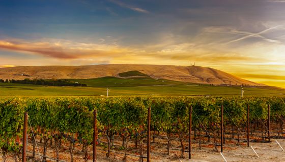Red Mountain in Washington state looking red