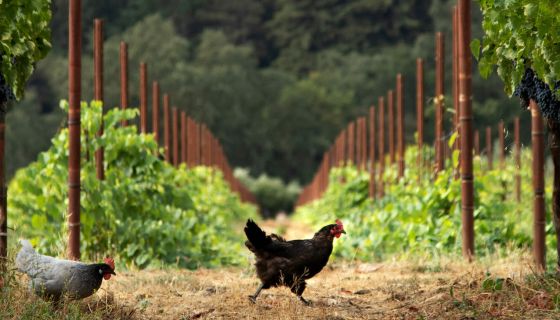 Organic chickens at Spottswoode, Napa Valley