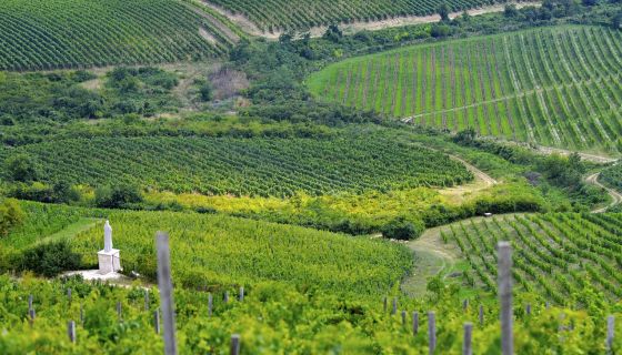 Nagy-Eged vineyard in Eger