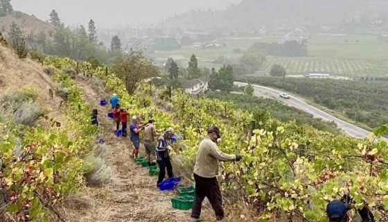 2020 grape harvest at Lightning Rock, Okanagan