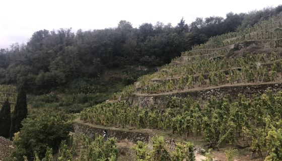 Terraced vines at Château-Grillet, northern Rhône