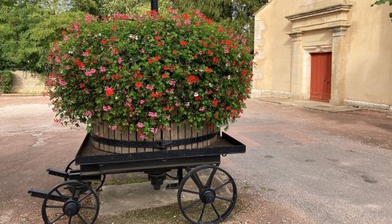 Geraniums in old basket press outside Chambolle-Musigny church