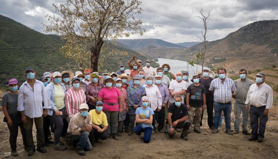 Symington 2020 picking crew in the Douro valley with masks