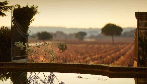 Pond and vines at the Perrins' Ch de Beaucastel