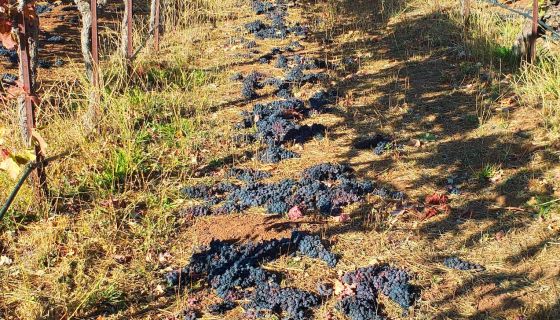California 2020 grapes from Bar None’s Canyon vineyard on the ground