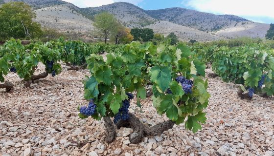 Diamantis rocky Moschomavro vineyard