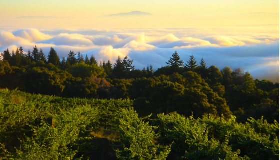 Vineyards in the Santa Cruz mountains
