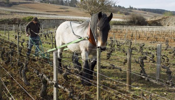 Horse and plough in a Domaine de Bellene vineyard