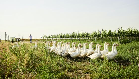 Geese in a Zillinger vineyard