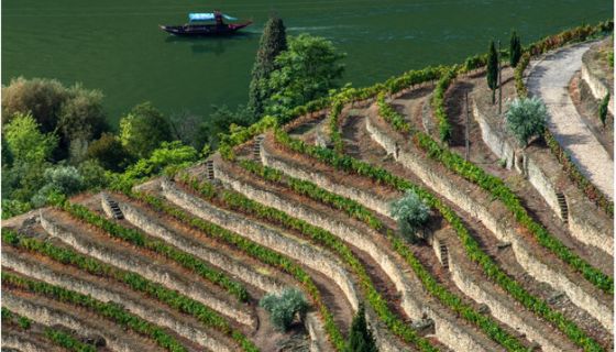 Douro terraces