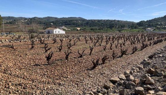 Rocky soils at Casa Agrícola, Marina Alta, Alicante