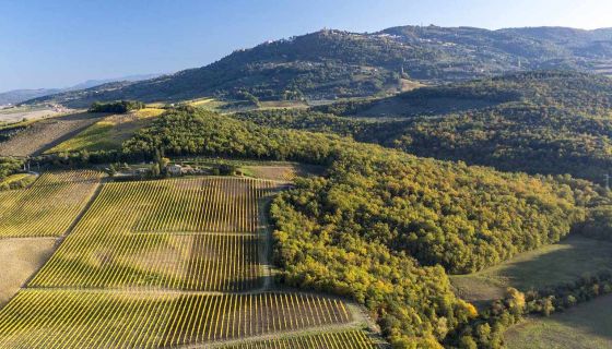Canalicchio's holding in Montosoli in Montalcino