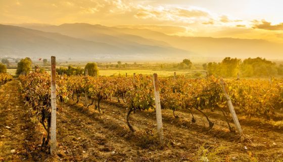 Orbelia Winery Vineyards in Bulgaria