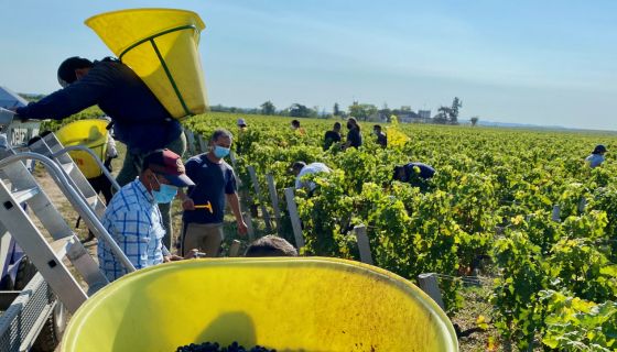 2020 Merlot being picked at Ch Leoville Barton in St-Julien