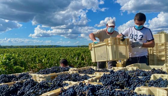 La Croix de Gay harvest 2020 Pomerol
