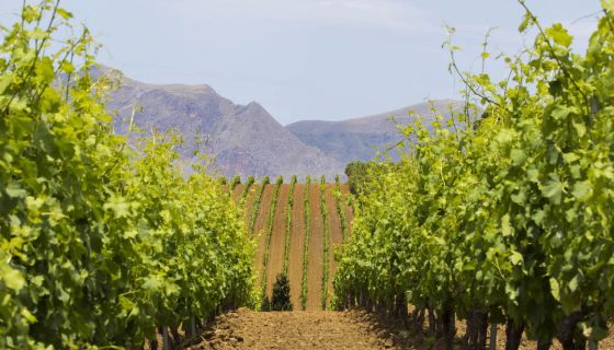 Perricone vineyard at Centopassi, Sicily