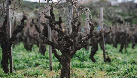 Old vine stumps on Etna